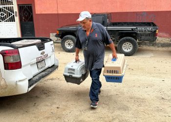 PRO-ANIMAL LOS CABOS ACCIONÓ CON EL RESGUARDO DE LOS CANES QUE SE ENCUENTRAN EN PROTECCIÓN EN LOS REFUGIOS TEMPORALES DEL CAMPAMENTO TORTUGUERO “DON MANUEL ORANTES” EN SAN JOSÉ DEL CABO Y EN EL PARQUE ECOLÓGICO DE LA DELEGACIÓN DE SANTIAGO.   