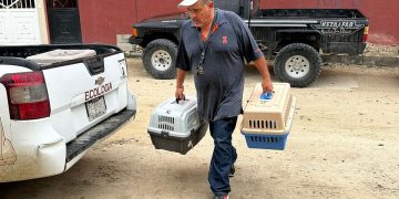 PRO-ANIMAL LOS CABOS ACCIONÓ CON EL RESGUARDO DE LOS CANES QUE SE ENCUENTRAN EN PROTECCIÓN EN LOS REFUGIOS TEMPORALES DEL CAMPAMENTO TORTUGUERO “DON MANUEL ORANTES” EN SAN JOSÉ DEL CABO Y EN EL PARQUE ECOLÓGICO DE LA DELEGACIÓN DE SANTIAGO.   