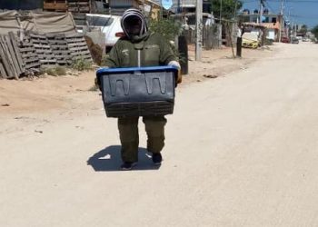 PROGRAMA MUNICIPAL PRO ANIMAL LOS CABOS ATIENDE UN PROMEDIO DE 4 A 7 REPORTES DIARIOS DE PANALES DE ABEJAS