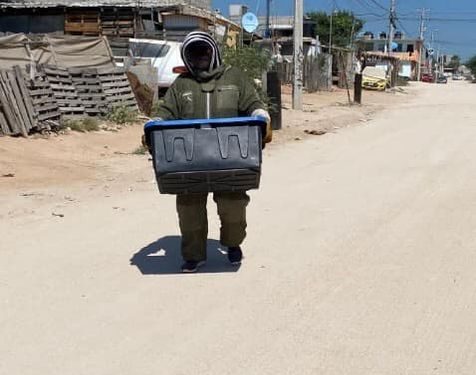 PROGRAMA MUNICIPAL PRO ANIMAL LOS CABOS ATIENDE UN PROMEDIO DE 4 A 7 REPORTES DIARIOS DE PANALES DE ABEJAS
