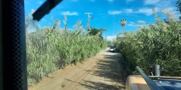 REHABILITA SERVICIOS PÚBLICOS DE LOS CABOS LOS CAMINOS RURALES