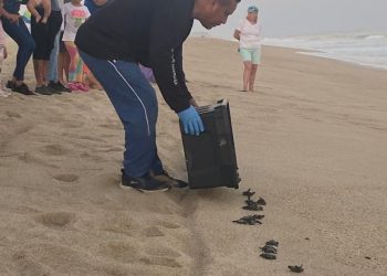 A DOS AÑOS DEL GOBIERNO DEL XIV AYUNTAMIENTO DE LOS CABOS QUE PRESIDE EL ALCALDE OSCAR LEGGS CASTRO SE HAN REALIZADO ACTIVIDADES COMO PROTECCIÓN DE NIDOS DE TORTUGAS MARINAS