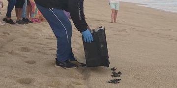 A DOS AÑOS DEL GOBIERNO DEL XIV AYUNTAMIENTO DE LOS CABOS QUE PRESIDE EL ALCALDE OSCAR LEGGS CASTRO SE HAN REALIZADO ACTIVIDADES COMO PROTECCIÓN DE NIDOS DE TORTUGAS MARINAS