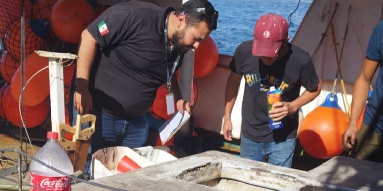 ATIENDE FONMAR DENUNCIA DE BARCO QUE TRANSPORTABA MARLÍN EN SAN CARLOS