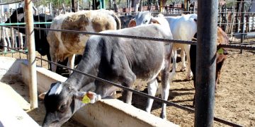 REINSTALAN COMITÉ COMUNITARIO DEL AGUA EN ISLA MAGDALENA