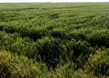 TODO LISTO PARA FESTIVAL TRADICIONAL DE  DÍA DE MUERTOS 2023