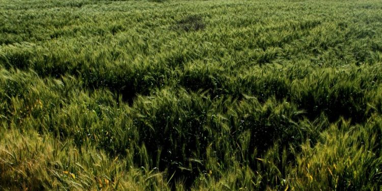 TODO LISTO PARA FESTIVAL TRADICIONAL DE DÍA DE MUERTOS 2023