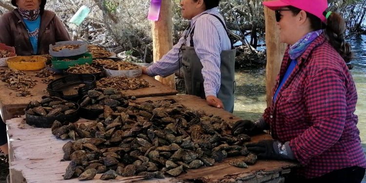 SE UBICA BCS ENTRE LAS ENTIDADES CON MENOR TASA DE EMBARAZO ADOLESCENTE: ZFA