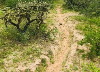 ABCdario Por Víctor Octavio García