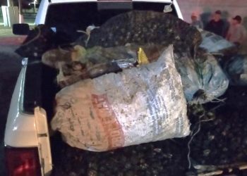 DEVUELTAS AL MAR 3.7 TONELADAS DE PRODUCTO MARINO EXTRAÍDAS SIN PERMISO