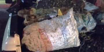 DEVUELTAS AL MAR 3.7 TONELADAS DE PRODUCTO MARINO EXTRAÍDAS SIN PERMISO