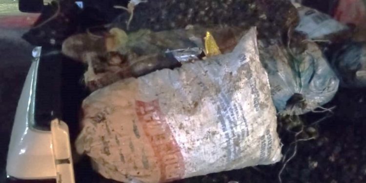 DEVUELTAS AL MAR 3.7 TONELADAS DE PRODUCTO MARINO EXTRAÍDAS SIN PERMISO