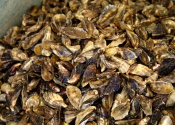 CUENTA BCS CON SEIS LABORATORIOS CERTIFICADOS PARA PRODUCCIÓN DE SEMILLA DE OSTIÓN JAPONÉS