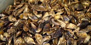 CUENTA BCS CON SEIS LABORATORIOS CERTIFICADOS PARA PRODUCCIÓN DE SEMILLA DE OSTIÓN JAPONÉS