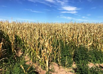 EMITE SEPADA RECOMENDACIONES A PRODUCTORES AGRICOLAS POR TEMPORADA DE INVIERNO