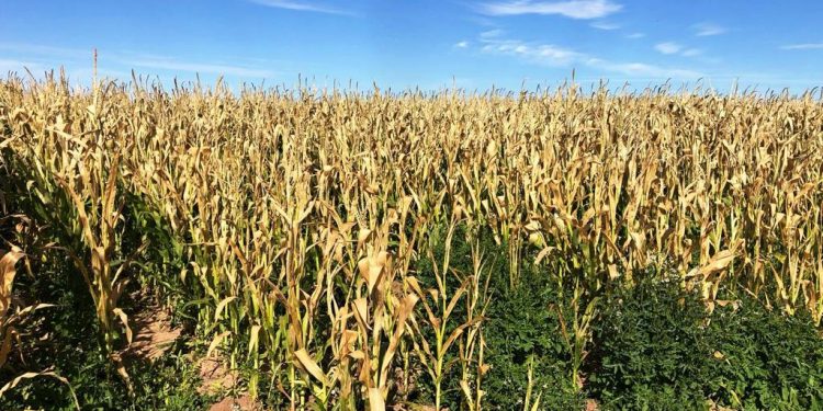 EMITE SEPADA RECOMENDACIONES A PRODUCTORES AGRICOLAS POR TEMPORADA DE INVIERNO