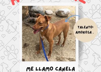 DA A CONOCER PRO-ANIMAL LOS CABOS QUE CUENTAN CON 38 MÁSCOTAS PARA ADOPCIÓN