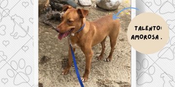 DA A CONOCER PRO-ANIMAL LOS CABOS QUE CUENTAN CON 38 MÁSCOTAS PARA ADOPCIÓN