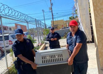 COMITÉ PRO-ANIMAL LOS CABOS REALIZÓ RESCATE EN LA COLONIA EJIDAL EN CABO SAN LUCAS
