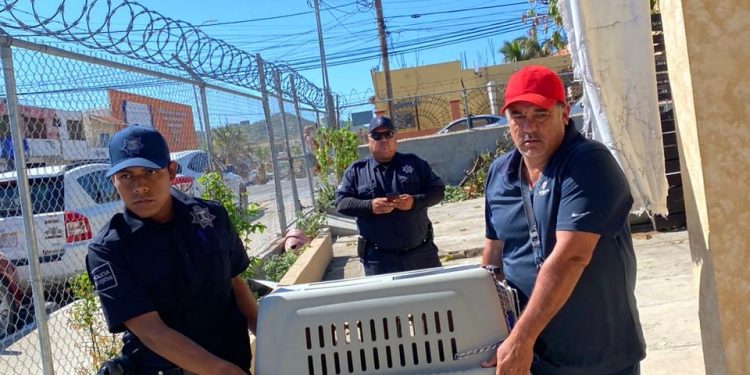 COMITÉ PRO-ANIMAL LOS CABOS REALIZÓ RESCATE EN LA COLONIA EJIDAL EN CABO SAN LUCAS