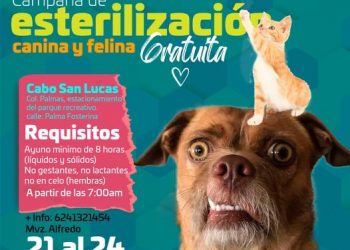 EL 24 DE NOVIEMBRE CONCLUYE CAMPAÑA DE ESTERILIZACIÓN CANINA Y FELINA QUE INSTALÓ LA DIRECCIÓN MUNICIPAL DE SALUD DE LOS CABOS