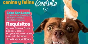 EL 24 DE NOVIEMBRE CONCLUYE CAMPAÑA DE ESTERILIZACIÓN CANINA Y FELINA QUE INSTALÓ LA DIRECCIÓN MUNICIPAL DE SALUD DE LOS CABOS