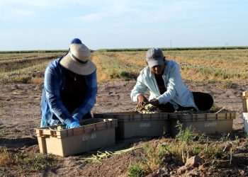 CLAUSURA GOBERNADOR VCC, TRABAJOS DE PRIMERA REUNIÓN NACIONAL DE CULTURA