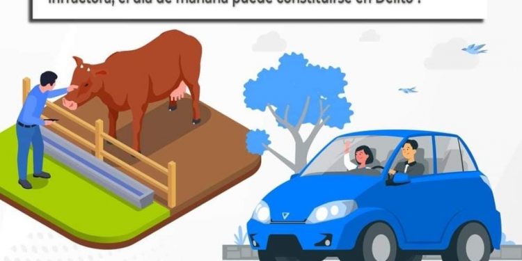 JUSTICIA CÍVICA DE FORMA CONTINUA RECIBE REPORTES DE LA CIUDADANÍA SOBRE EL GANADO SUELTO