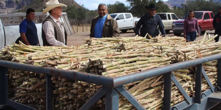 DISTRIBUYE SEPADA 30 TONELADAS DE SEMILLA DE ZACATE CUBA PARA ALIMENTAR A GANADO