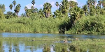 EXHORTA GOBIERNO DE LOS CABOS A CIUDADANÍA A EVITAR FUEGOS ARTIFICIALES Y PIROTECNIA EN LA ZONA CERCANA AL ESTERO JOSEFINO