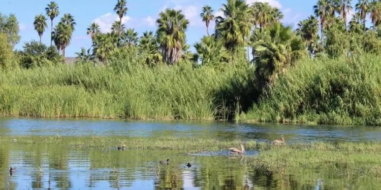 EXHORTA GOBIERNO DE LOS CABOS A CIUDADANÍA A EVITAR FUEGOS ARTIFICIALES Y PIROTECNIA EN LA ZONA CERCANA AL ESTERO JOSEFINO