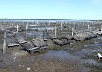 CULTIVO DE OSTIÓN JAPONÉS OCUPA 90 POR CIENTO DE HECTÁREAS UTILIZADAS PARA ACUACULTURA