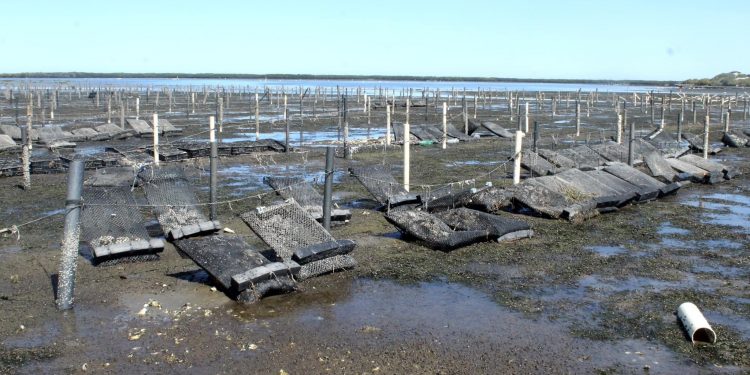 CULTIVO DE OSTIÓN JAPONÉS OCUPA 90 POR CIENTO DE HECTÁREAS UTILIZADAS PARA ACUACULTURA