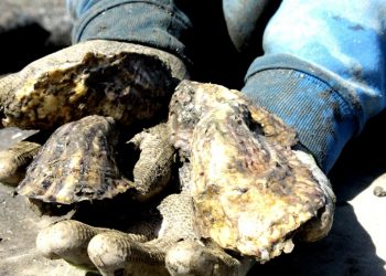 ANUNCIA SEPADA CONSTRUCCIÓN DE LABORATORIO PARA PRODUCCIÓN DE SEMILLA DE OSTIÓN JAPONÉS