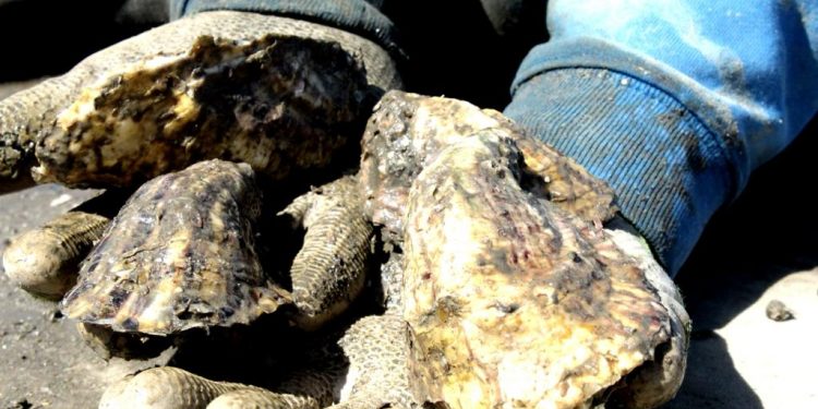 ANUNCIA SEPADA CONSTRUCCIÓN DE LABORATORIO PARA PRODUCCIÓN DE SEMILLA DE OSTIÓN JAPONÉS