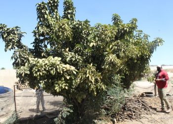 DISMINUYE SIGNIFICATIVAMENTE PRESENCIA DE MOSCA DE LA FRUTA EN ZONA SUR DE LA ENTIDAD