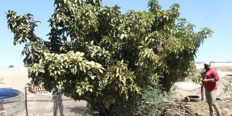 DISMINUYE SIGNIFICATIVAMENTE PRESENCIA DE MOSCA DE LA FRUTA EN ZONA SUR DE LA ENTIDAD