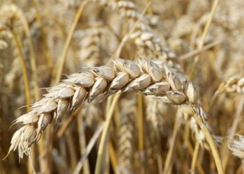 ENCABEZA GOBERNADOR VMCC, SEGUNDA JORNADA DE AUDIENCIAS CIUDADANAS