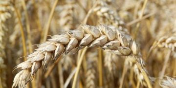 ENCABEZA GOBERNADOR VMCC, SEGUNDA JORNADA DE AUDIENCIAS CIUDADANAS