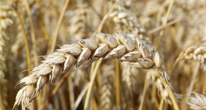 ENCABEZA GOBERNADOR VMCC, SEGUNDA JORNADA DE AUDIENCIAS CIUDADANAS