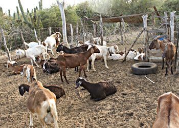MÁS DE 1400 CONSULTAS DE PRIMERA VEZ OTORGARON LOS SERVICIOS DE SALUD MENTAL Y ADICCIONES DURANTE 2023