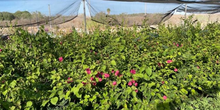 DONA SEPADA MÁS DE 10 MIL PLANTAS DE ORNATO A INSTITUCIONES EN BCS