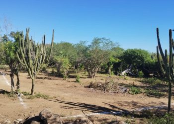 ABCdario Por Victor Octavio García