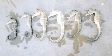 POR POSESIÓN DE CABALLITOS DE MAR FGROBTIENE VINCULACIÓN A PROCESO CONTRA DOS PERSONAS EN BCS