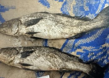 POR POSESIÓN DE DOS EJEMPLARES DE TOTOABA FGR OBTIENE SENTENCIA CONDENATORIA EN CONTRA DE UNA PERSONA