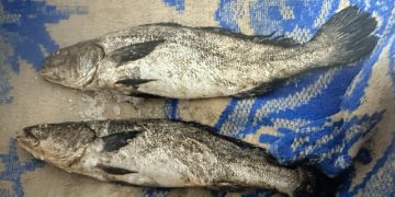 POR POSESIÓN DE DOS EJEMPLARES DE TOTOABA FGR OBTIENE SENTENCIA CONDENATORIA EN CONTRA DE UNA PERSONA