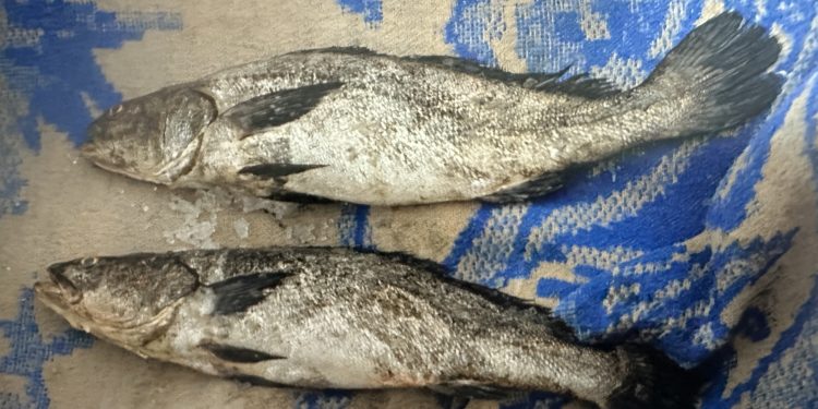 POR POSESIÓN DE DOS EJEMPLARES DE TOTOABA FGR OBTIENE SENTENCIA CONDENATORIA EN CONTRA DE UNA PERSONA