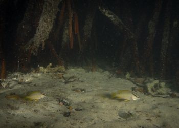 MANGLARES DE BALANDRA,SITIOS DE IMPORTANCIA PARA EL RECLUTAMIENTO Y CRIANZA DE PARGOS