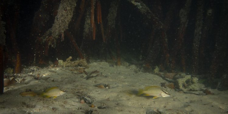 MANGLARES DE BALANDRA,SITIOS DE IMPORTANCIA PARA EL RECLUTAMIENTO Y CRIANZA DE PARGOS