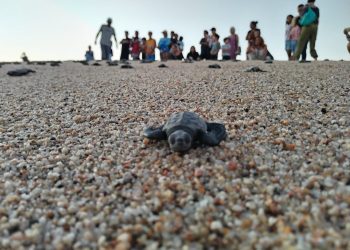 DIRECCIÓN GENERAL DE ECOLOGÍA Y MEDIO AMBIENTE DIO A CONOCER QUE HAN PROTEGIDO UN TOTAL DE 8 MIL 749 NIDOS DE TORTUGAS MARINAS EN LOS CABOS